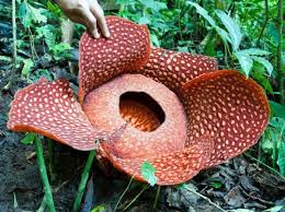 It is approximately 85km from ipoh or about 200km from kuala lumpur. 3d2n Rafflesia Mossy Forest Adventure Ex Cameron Highlands Taman Negara