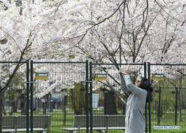 Depending on your viewing preference, this can be a good thing as it puts you closer to. Fenced Off Cherry Blossoms Seen At Trinity Bellwoods Park In Toronto Canada 4