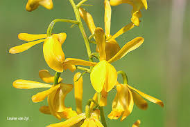 Image result for Eulophia angolensis