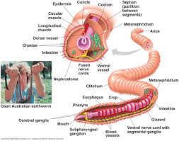 Worm Anatomy Worksheet Kids Activities