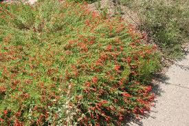 Image result for Caperonia fistulosa