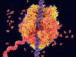 Rna polymerase (rnap or rnapol) is an enzyme that makes an rna copy of a dna or rna in chemical terms, rnap is a nucleotidyl transferase that polymerizes ribonucleotides at the 3' end of an. Eukaryotic Transcription 50 Years Later What Have We Learned