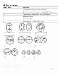 In fact, when a student is ready to know about these. Meiosis Matching Worksheet Answer Key Luxury Phases Meiosis Worksheet In 2020 Meiosis Biology Worksheet Matching Worksheets