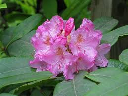 Image result for Rhododendron