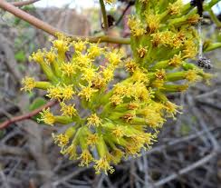 Image result for Solanecio mannii