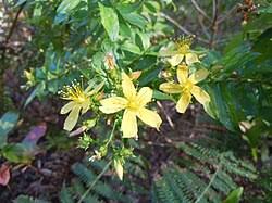 Image result for Hypericum aethiopicum