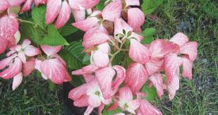 African violet adalah tanaman hias yang sangat populer. Berbunga Sepanjang Tahun Harian Metro