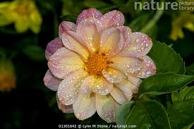 Image result for Dahlia sp. (cultivar)