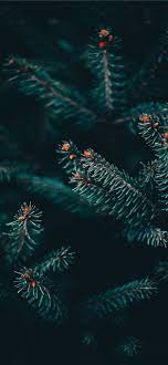 Serbia Iphone X Wallpaper Nature Macro Floral Wallpaper Closeup Serbia Wallpa Iphone Wallpaper Winter Tree Wallpaper Iphone Wallpaper Iphone Christmas