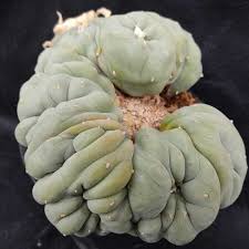 鳴く虫幼虫セット-マツムシの囁きが夜を彩る官能的な響き