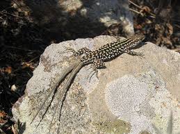 [Image: images?q=tbn:ANd9GcRJeDbFaqnoRIezC0gc-FM...uxWtgJkD3T]