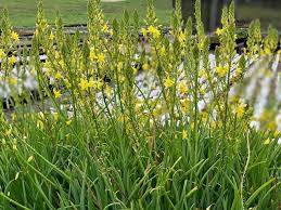 Image result for Bulbine
