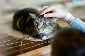 Although neutering typically stops cats from spraying, some neutered cats continue to spray urine. What Is That Smell From My Male Cat Manitou Animal Hospital