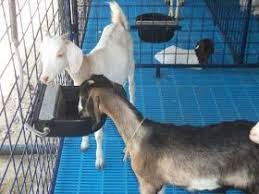 Kambing kacang merupakan kambing pedaging, yang kambing betinanya bisa melahirkan sebanyak 3 kali dalam 2 tahun. 8 Ide Kandang Kambing Kambing Kandang Permakultur