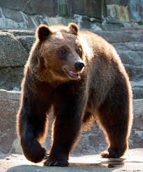 Compared to its head, its torso is quite. Discover Alaskan Brown Bear Our Animals Indianapolis Zoo