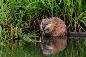 Chances are that you will not have to special order the traps because at most specialty stores such as hunting outfitters, the muskrat traps are some of the most popular on the market. Why Are There Muskrats Near Me Varment Guard Wildlife Services
