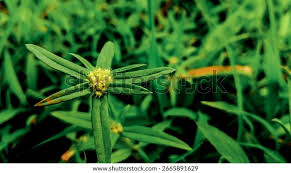 Image result for Mitracarpus