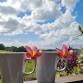 Spring into Spring” Meditation and Yoga Retreat 2026