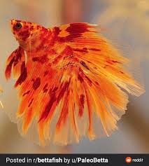 Bursting With Color In 2020 Betta Betta Fish Betta Fish Care