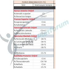 Plexus Brachialis Anatomi