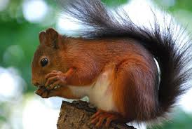 Check spelling or type a new query. All About Squirrels Article On What Do Squirrels Eat