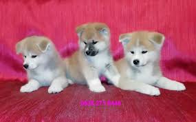Satilik Akita Inu Yavrularimiz Satilik Kopekler Kopek Akita Hayvan