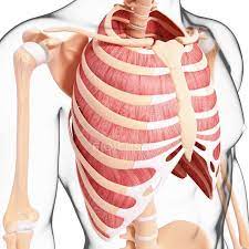 The rib cage, shaped in a mild cone shape and more flexible than most bone sets, is made up of varying elements such as the thoracic vertebra, 12 equally paired ribs, costal cartilage, and held together anteriorly by the sternum. Human Intercostal Musculature Anatomy Normal Stock Photo 160289702