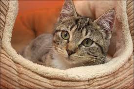 625 broadway, bangor, me 04401. Spca Of Hancock County Maine Pet Adoptions Animal Welfare Owner Education