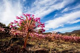 Image result for Brunsvigia radulosa