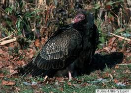 By brian williams photos by tom feeney. Appearance Turkey Vulture Cathartes Aura Birds Of The World
