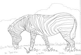 Color our free sunflower coloring page for adults that's a realistic flower coloring page. Zebra Coloring Pages For Kids Awetemplats