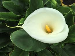 Don't forget to bookmark this page by hitting (ctrl + d), Le Caratteristiche Della Calla Fiori Piante I Fiori Della Calla