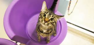 Visit our cafe cats, or schedule a visit with a cat in our foster network. Find A Shelter Adopt Or Foster A Pet L Local Shelter L Aspca