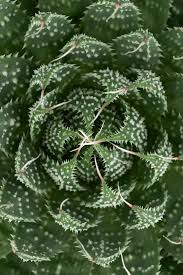 Image result for Aloe bicomitum