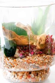 What kind of plants can you use in an indoor water garden? Diy Indoor Water Garden Tilly S Nest