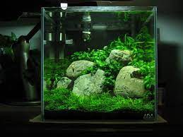 Low Tech Tank Show And Tell Low Tech Can Be Lush Too Tropical Fish Aquarium Nano Aquarium Betta Fish Tank