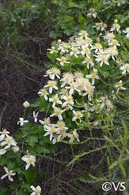 Proper usage and audio pronunciation of the word pipestem clematis. Clematis Lasiantha California Flora Nursery