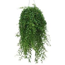 Aeschynanthus Japhrolepis Plante Retombante Exterieur Plante Tombante Pot De Fleur Interieur