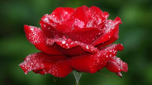 Most beautiful flowers name list. Top 6 Beautiful Flowers Images In 2016 Flowers Images Photopraghy Articles Lover