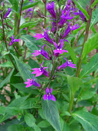 Image result for Lobelia dissecta