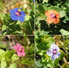 Image result for Anagallis