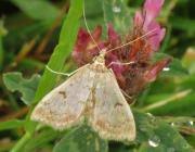 Image result for Anania perlucidalis