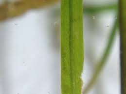 Image result for Potamogeton pusillus