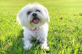 This hybrid is recognized by the american canine hybrid club as the zuchon. Rosie The Bichon Frise Cross Shih Tzu