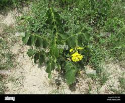 Image result for Markhamia obtusifolia