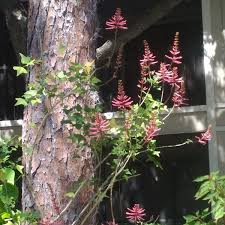 Image result for Erythrina excelsa