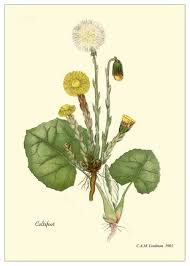 It has had uses in traditional medicine, but the discovery of toxic pyrrolizidine alkaloids in the plant has resulted in. Richard Whelan Medical Herbalist Coltsfoot