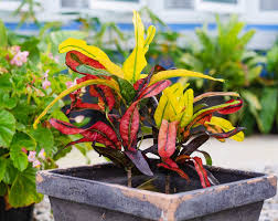 If moving this plant from one spot (indoors to outside), it may drop leaves. The Definitive Guide To Croton Plant Care