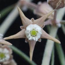 Image result for Pentarrhinum abyssinicum