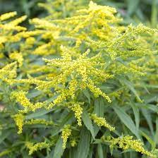 Pin On Gardening Tips Trends